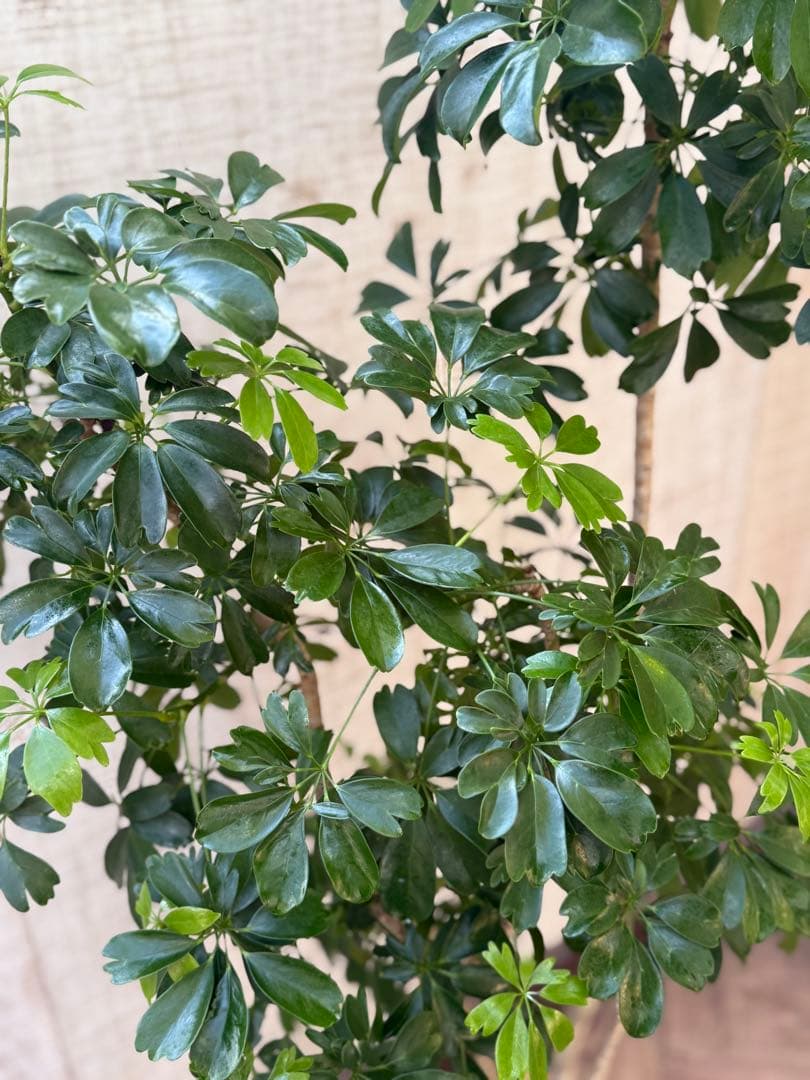 ☆ シェフレラ◦レナータ♪ 158cm リビングサイズ♪