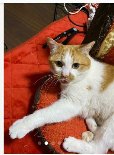 お宅の猫ちゃん作ります　募集　猫　ネコ　ねこ　ペット　プレゼント　ギフト