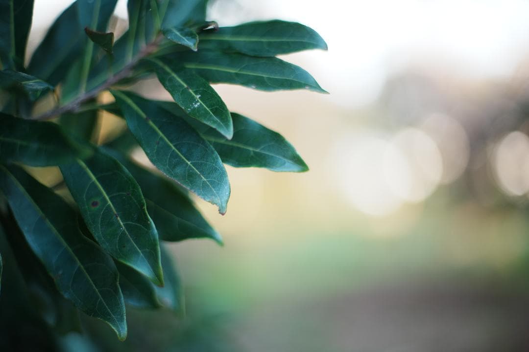 【傑作レンズ】動作◎ Canon New FD 50mm F1.4 159