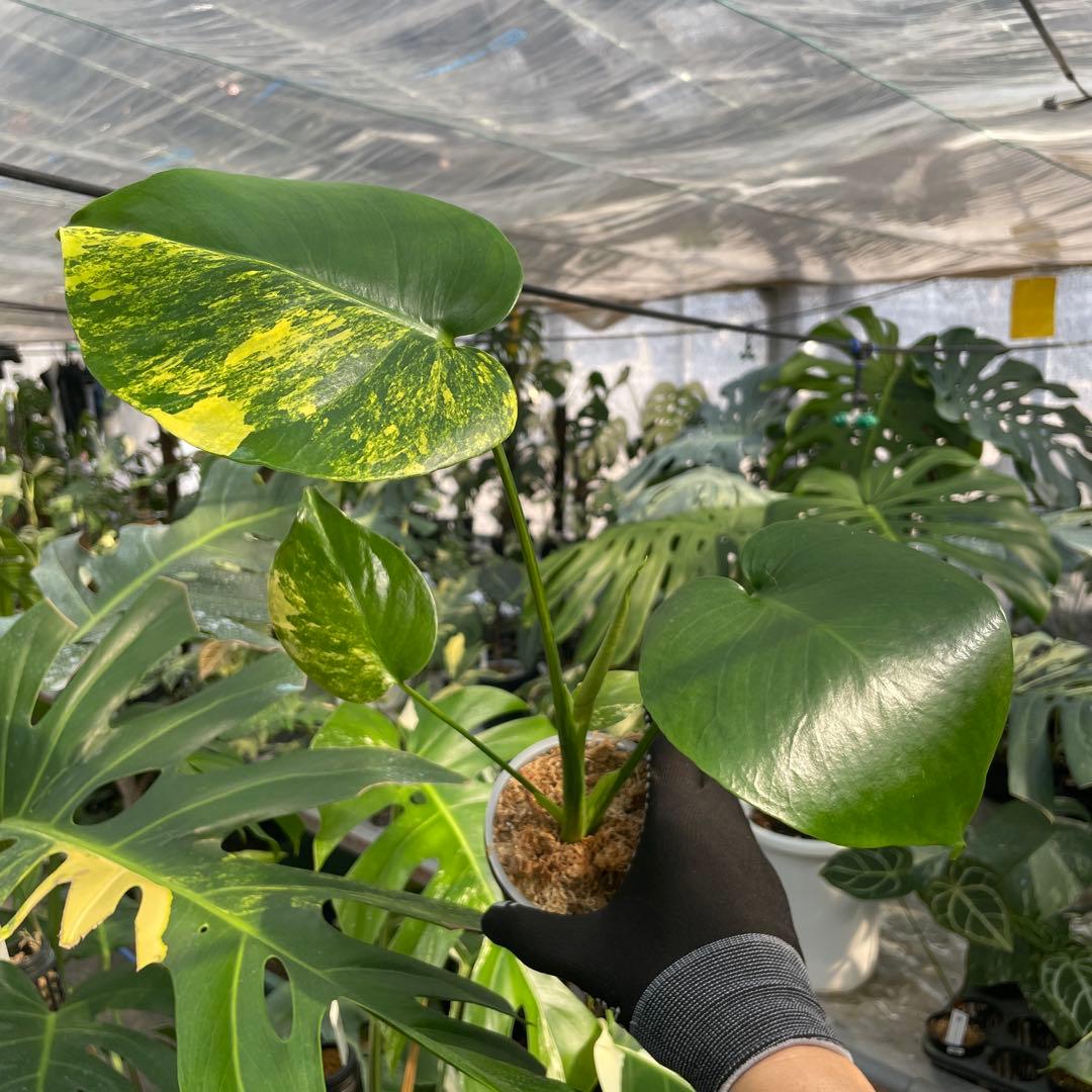 MS17 モンステラ　イエローマリリン　黄斑入り