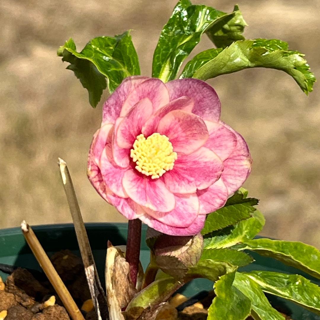 ば*な様 3041⭐️超希少⭐️ 【親株】【ノスタルジア】クリスマスローズ