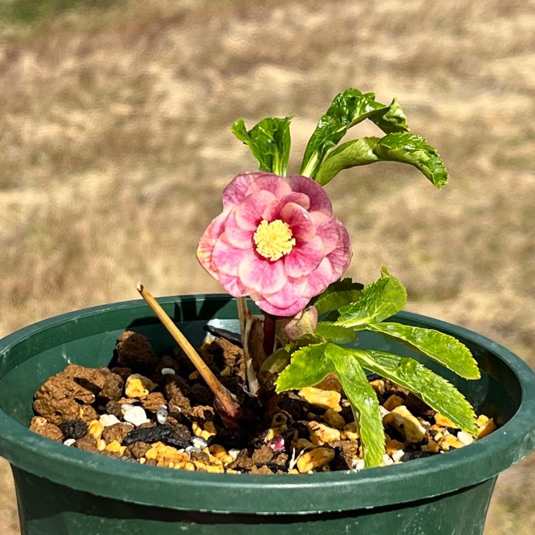 ば*な様 3041⭐️超希少⭐️ 【親株】【ノスタルジア】クリスマスローズ