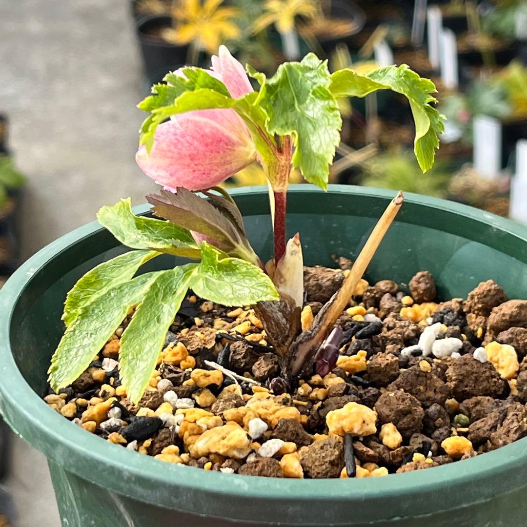 ば*な様 3041⭐️超希少⭐️ 【親株】【ノスタルジア】クリスマスローズ