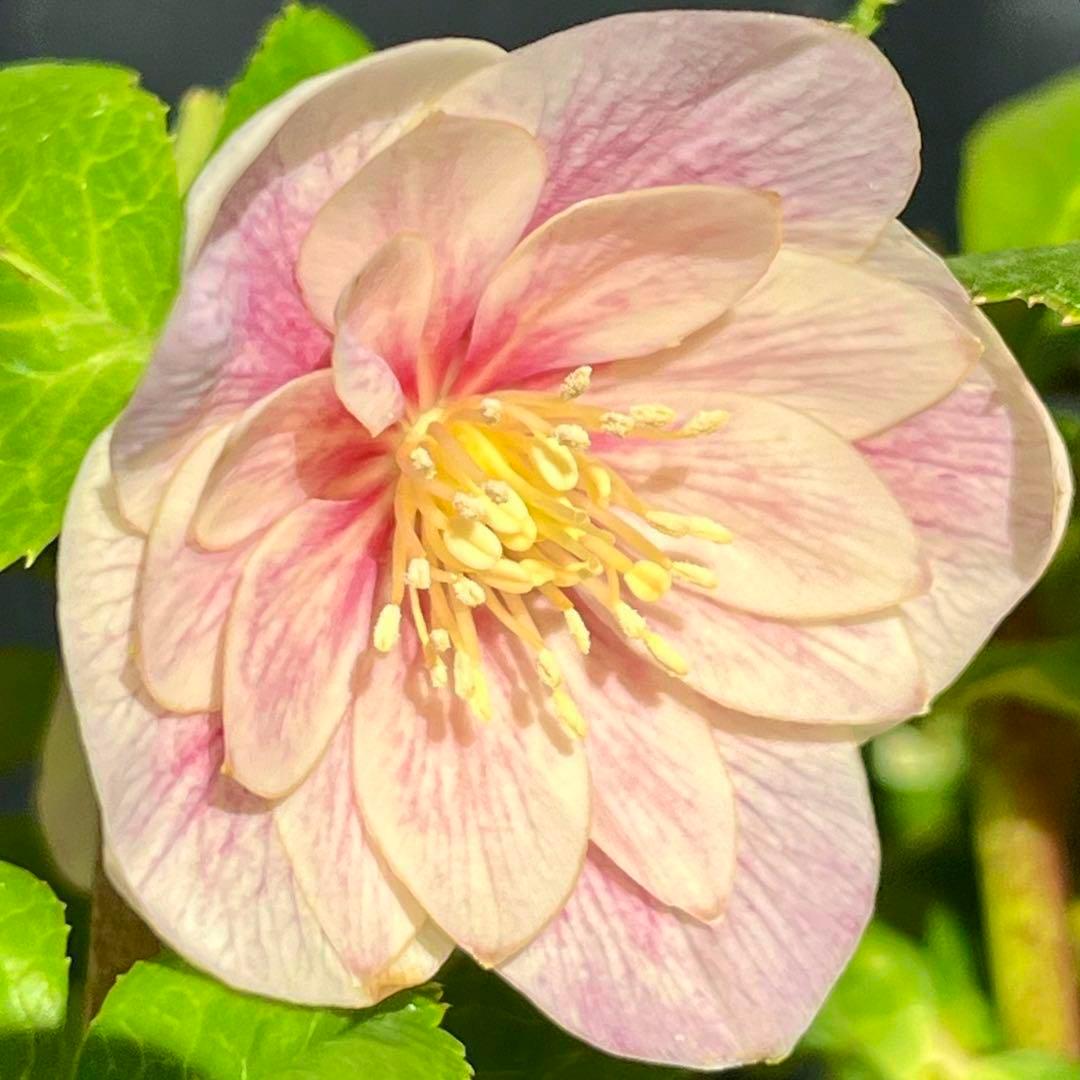 ば*な様 3041⭐️超希少⭐️ 【親株】【ノスタルジア】クリスマスローズ