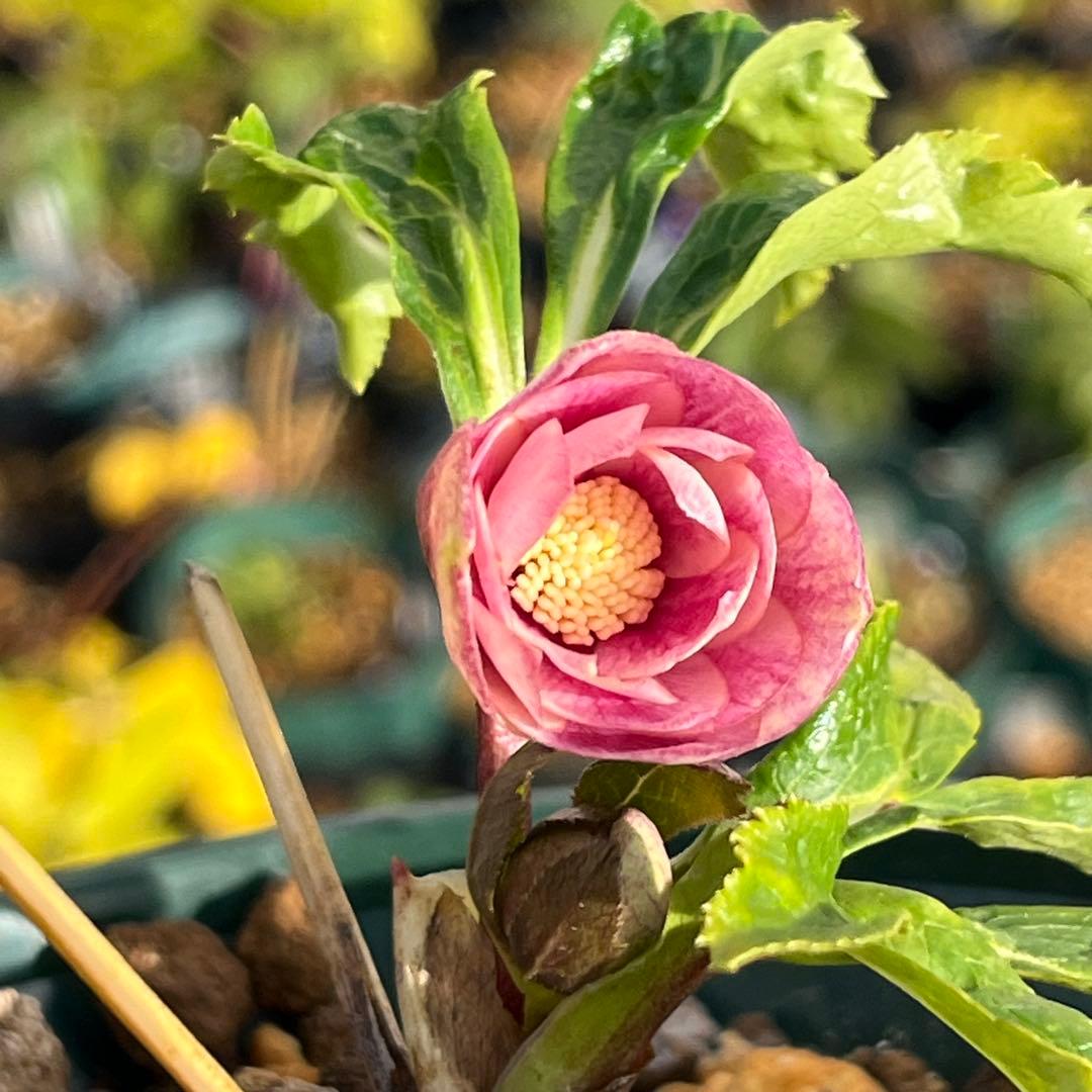 ば*な様 3041⭐️超希少⭐️ 【親株】【ノスタルジア】クリスマスローズ