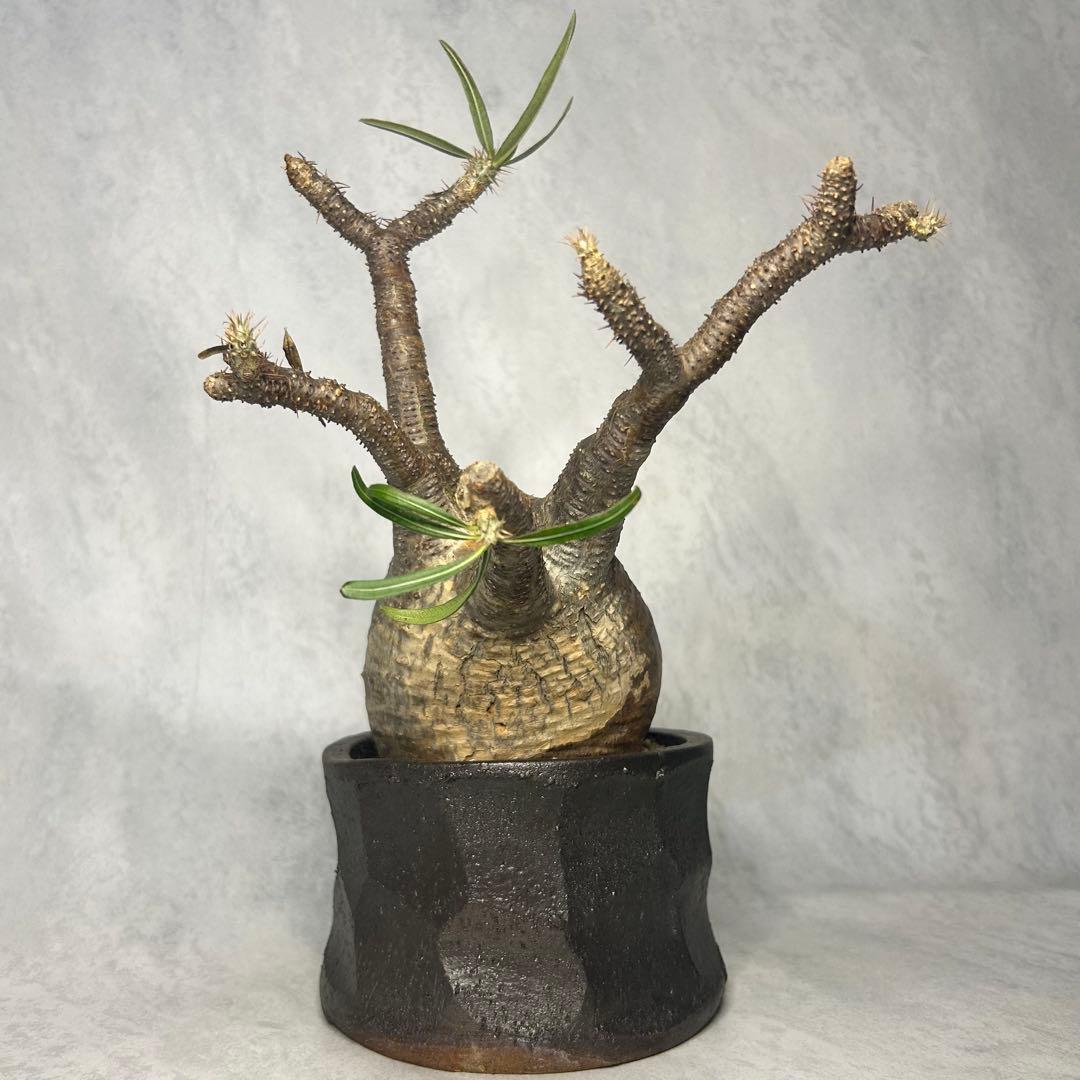 パキポディウム グラキリス 4.5号鉢入り(信楽焼) 現地球 塊根植物