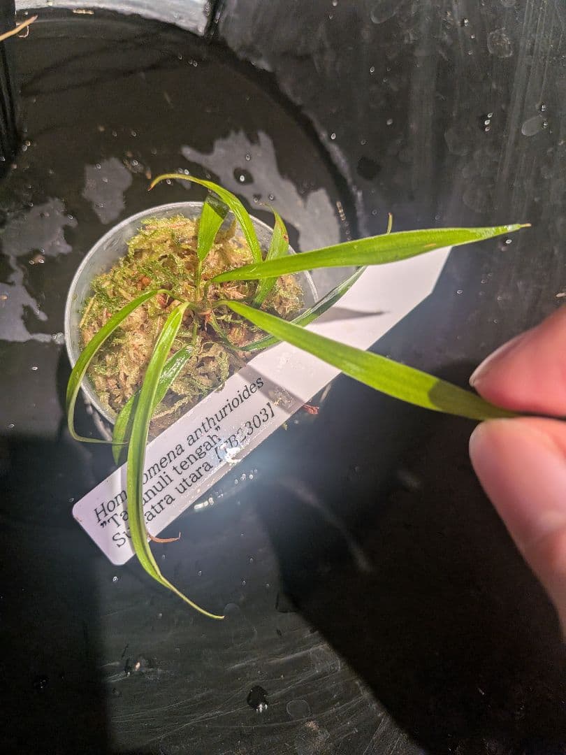 Homalomena anthurioides 【TB2303】TB正規タグ付き