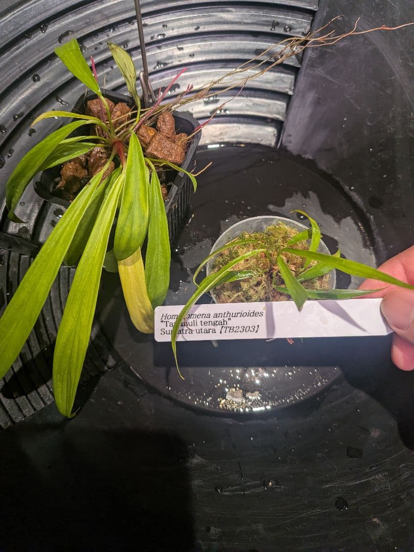 Homalomena anthurioides 【TB2303】TB正規タグ付き