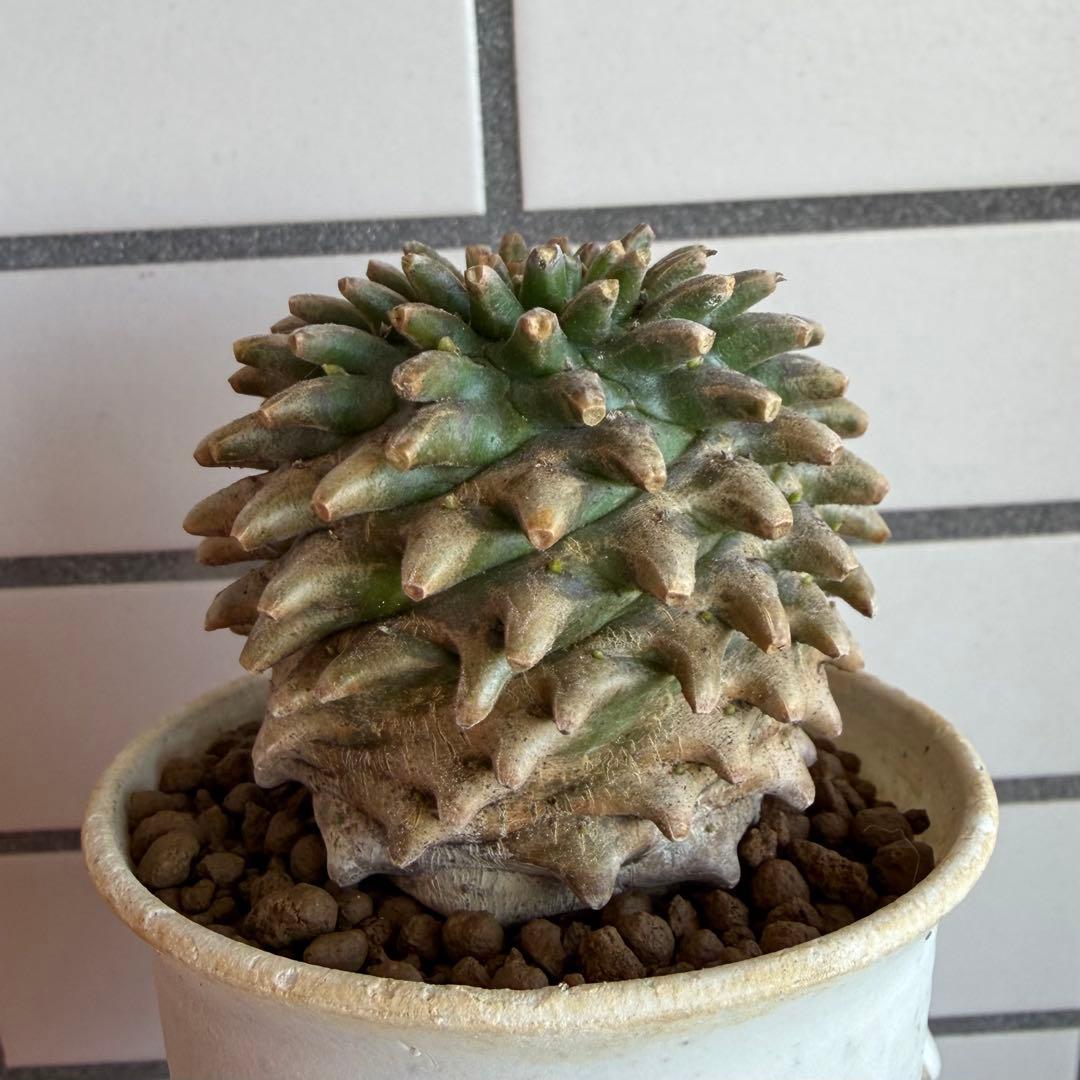 Q*P様 ユーフォルビア ホリダ×鉄甲丸 ホリダ鉄甲 ホリ鉄