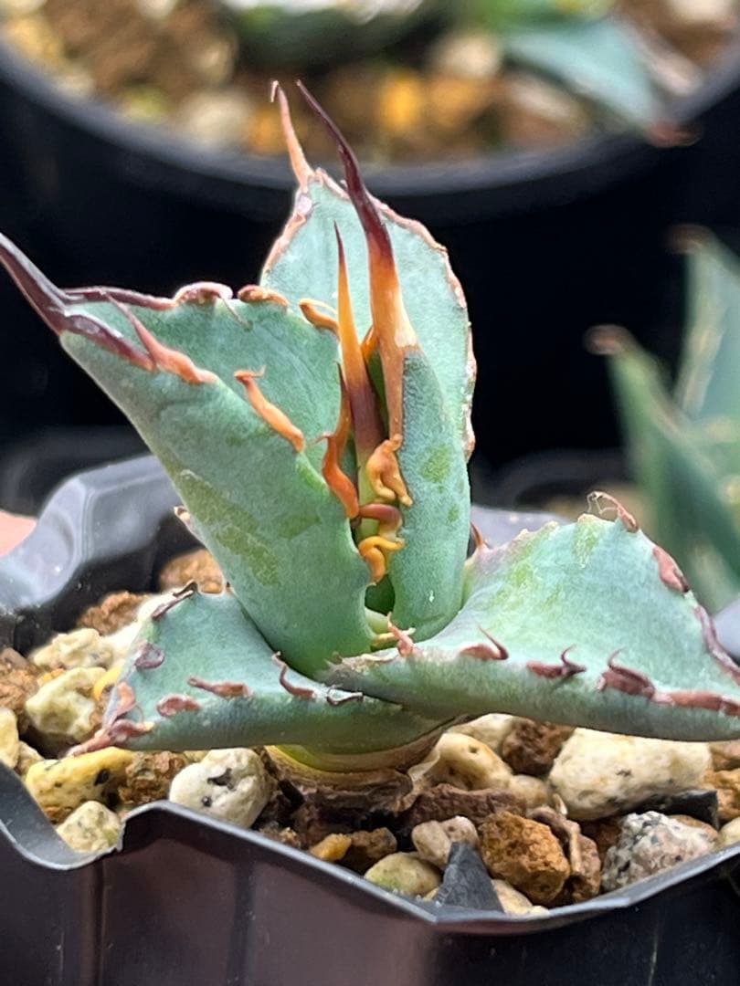 ユタエンシス　エボリスピナ×BB エボBB 子株　ハイブリッド　アガベ