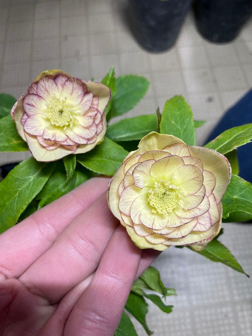 加藤農園 イエロープリマヴェーラ クリスマスローズ