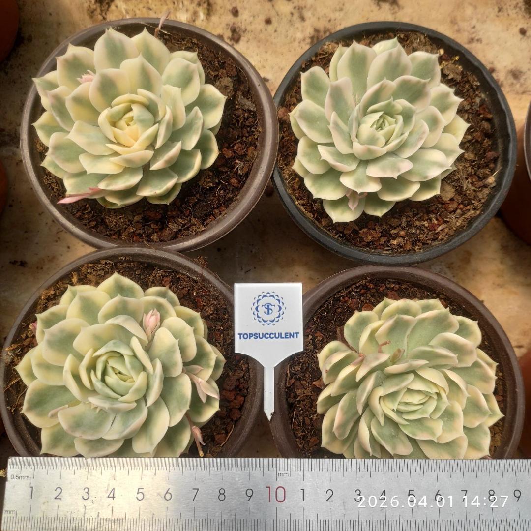 Top【選抜株】多肉植物　22317ムーン　ナイト 綴化 18個　鉢無し/脱土