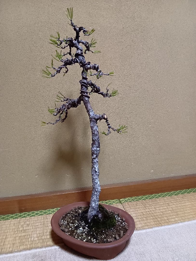 黒松文人盆‼️値下げ‼️