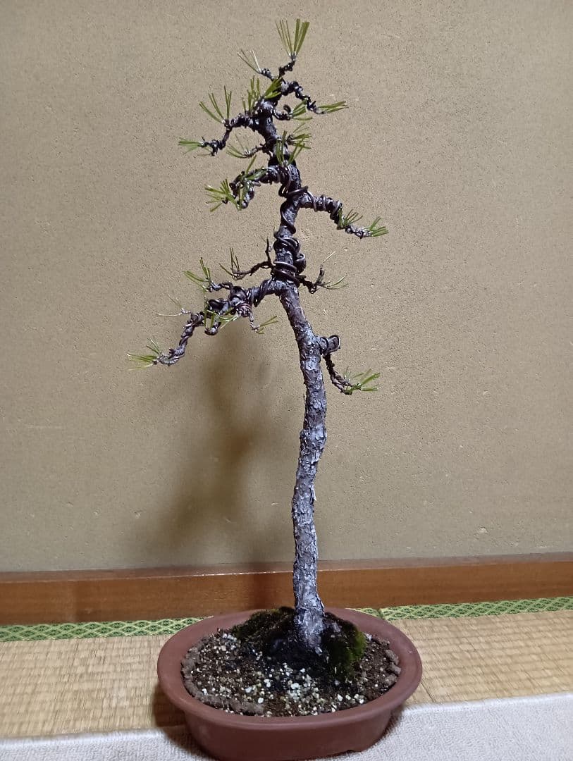 黒松文人盆‼️値下げ‼️