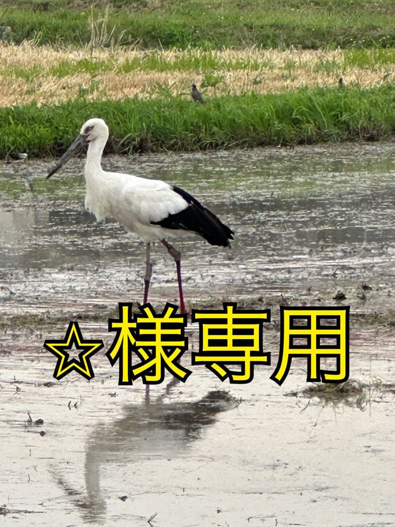 ⭐︎