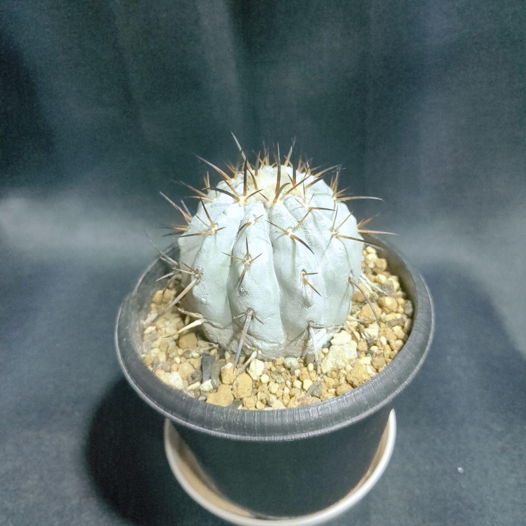 現地球　輸入株　カキコ　Copiapoa　コピアポア シネレア　黒王丸