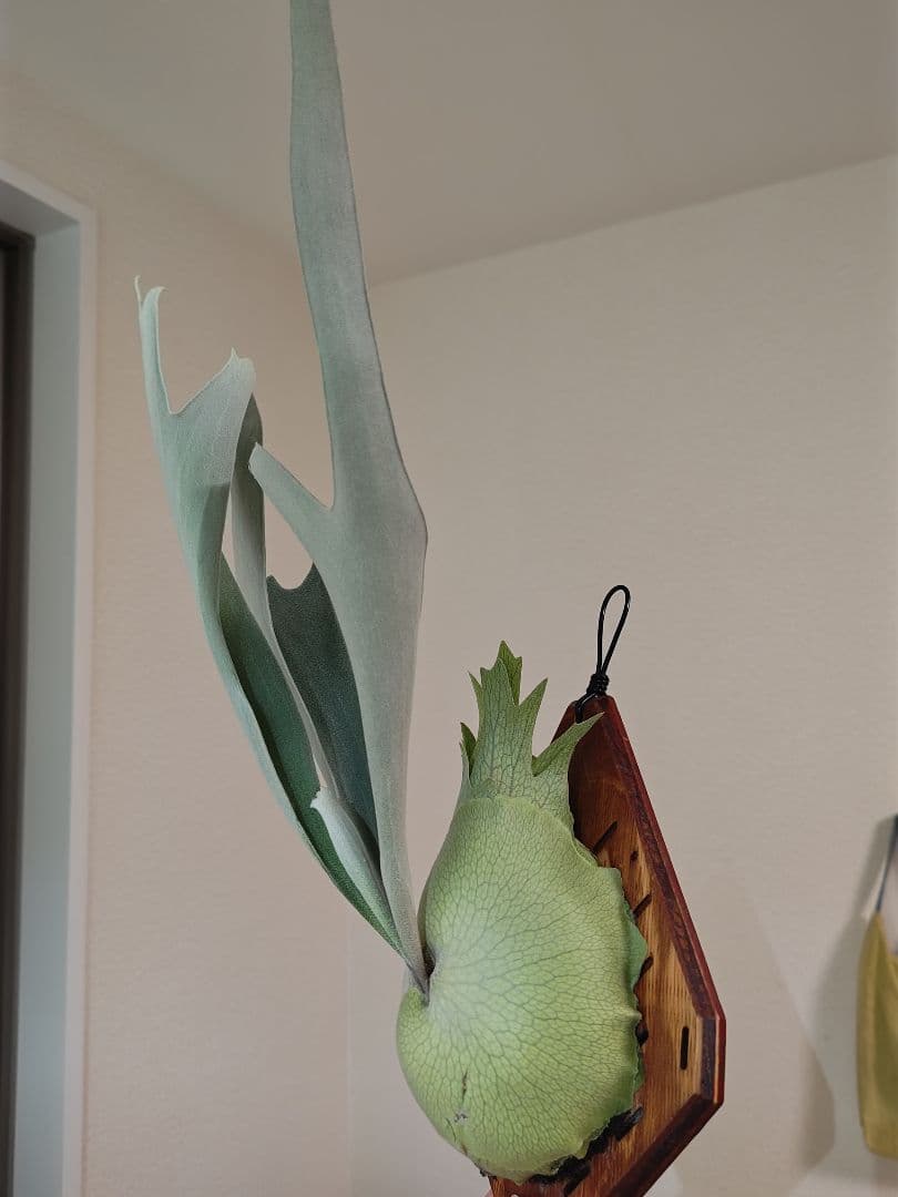 ビカクシダ　ベイチー