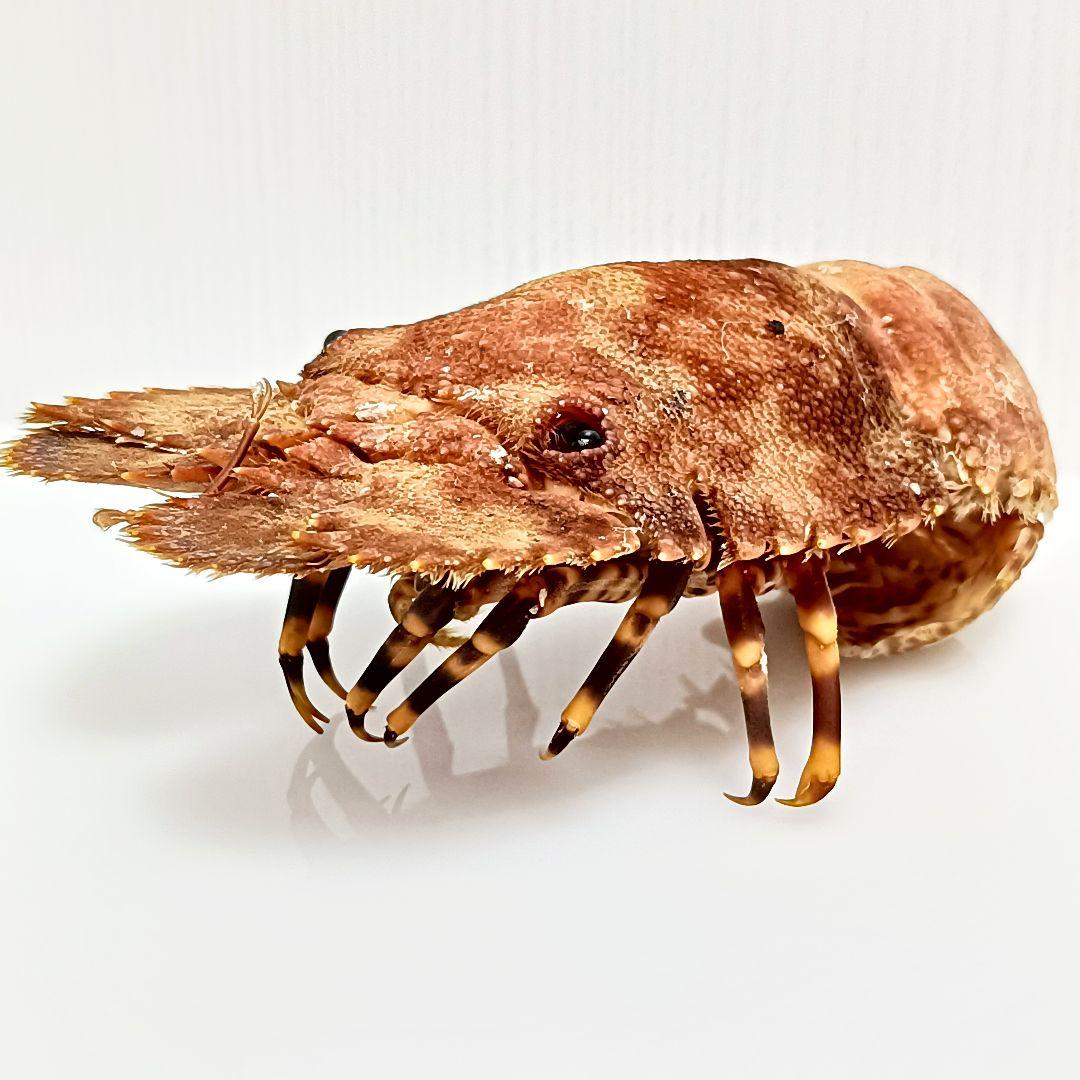 極美品【1点物】セミエビ 乾燥標本 色彩保存標本 関節可動