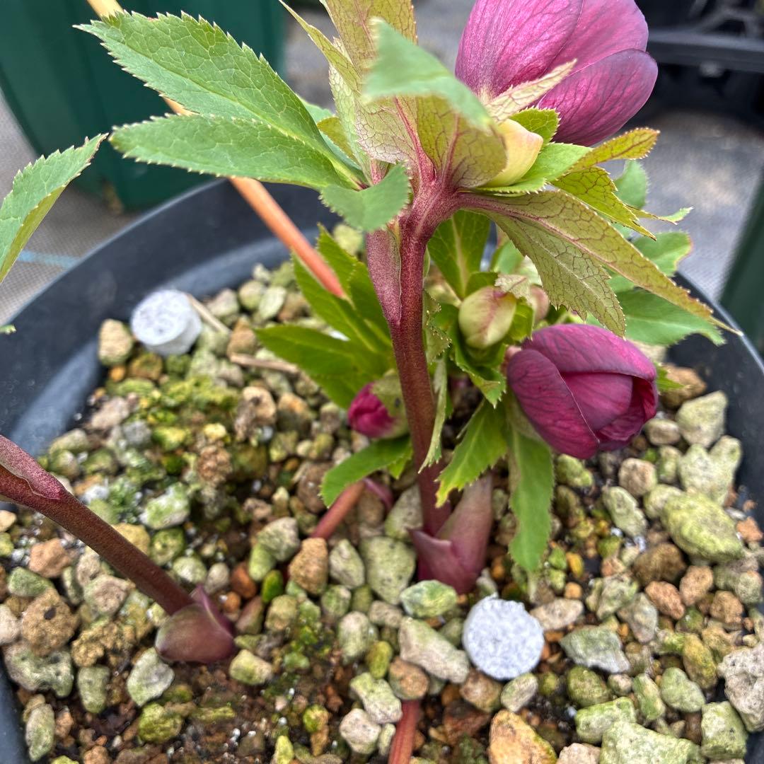 クリスマスローズ　レッドネオン　６寸 優良株