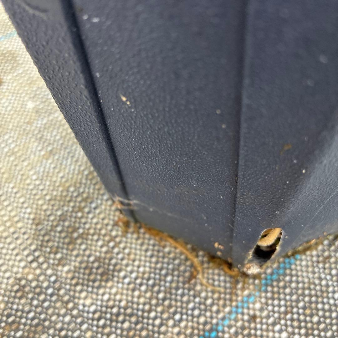 クリスマスローズ　レッドネオン　６寸 優良株