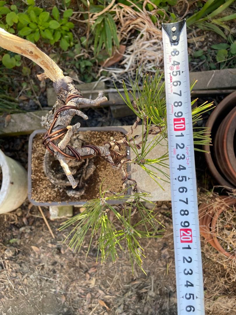 山採り黒松盆栽