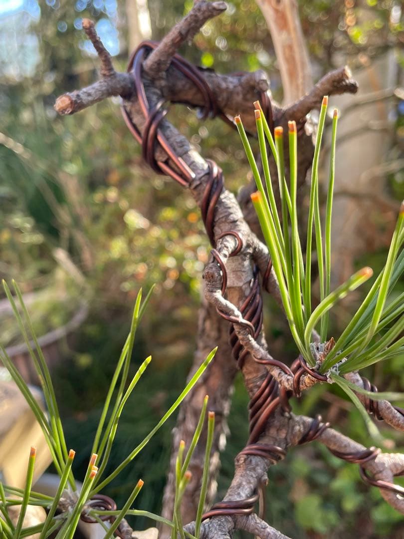 山採り黒松盆栽