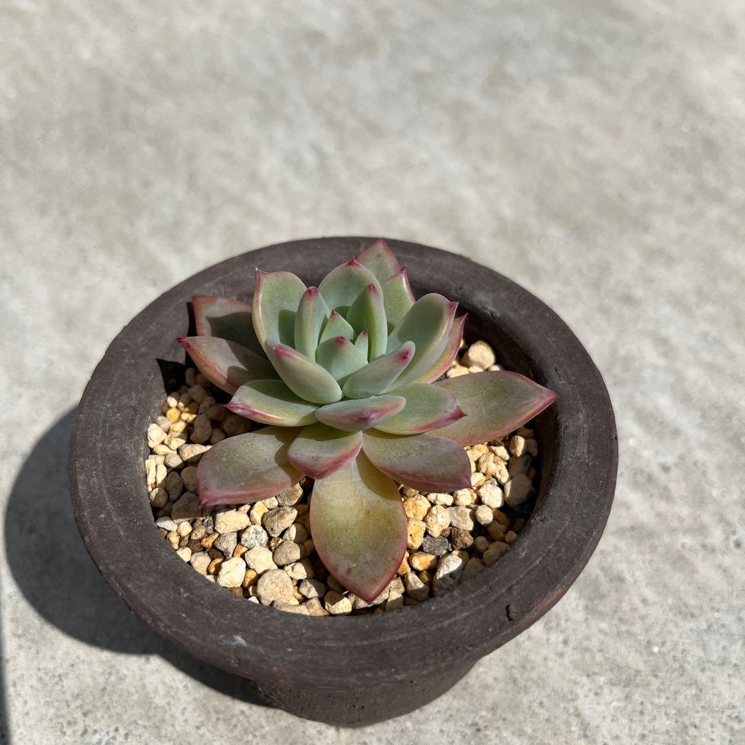 二瓶リンゼアナ