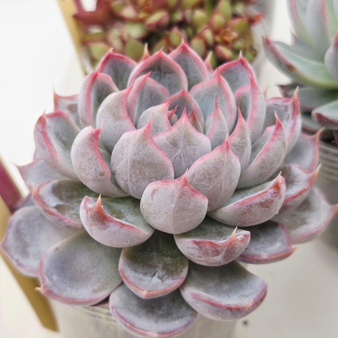 か*え様 ㊲大きめ苗! 桜鬼❣️ちょこん❣️華切子❣️おらいさん発根済 6苗 メ