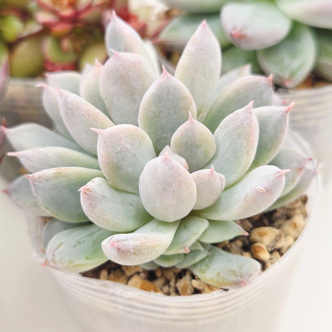 か*え様 ㊲大きめ苗! 桜鬼❣️ちょこん❣️華切子❣️おらいさん発根済 6苗 メ