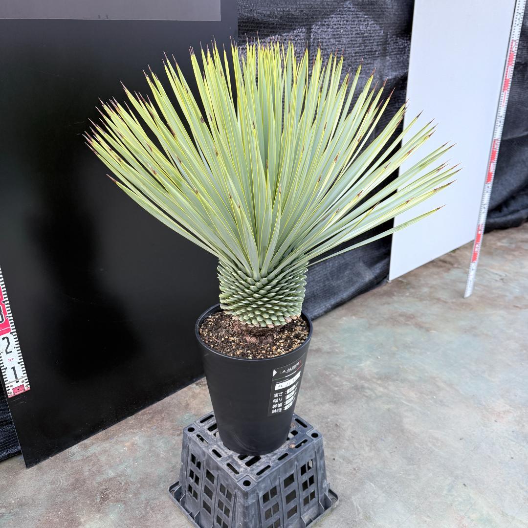 【AL1191】ユッカ　ロストラータ　シルバーブルー　極太　超美形　短葉