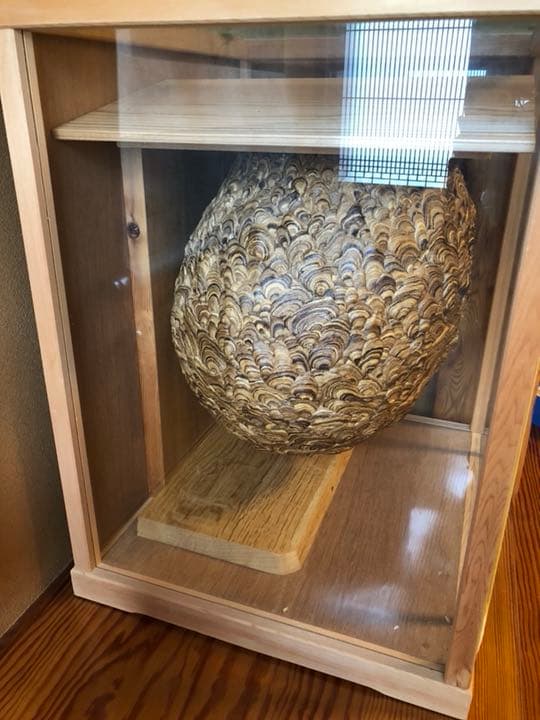 天然スズメバチの巣