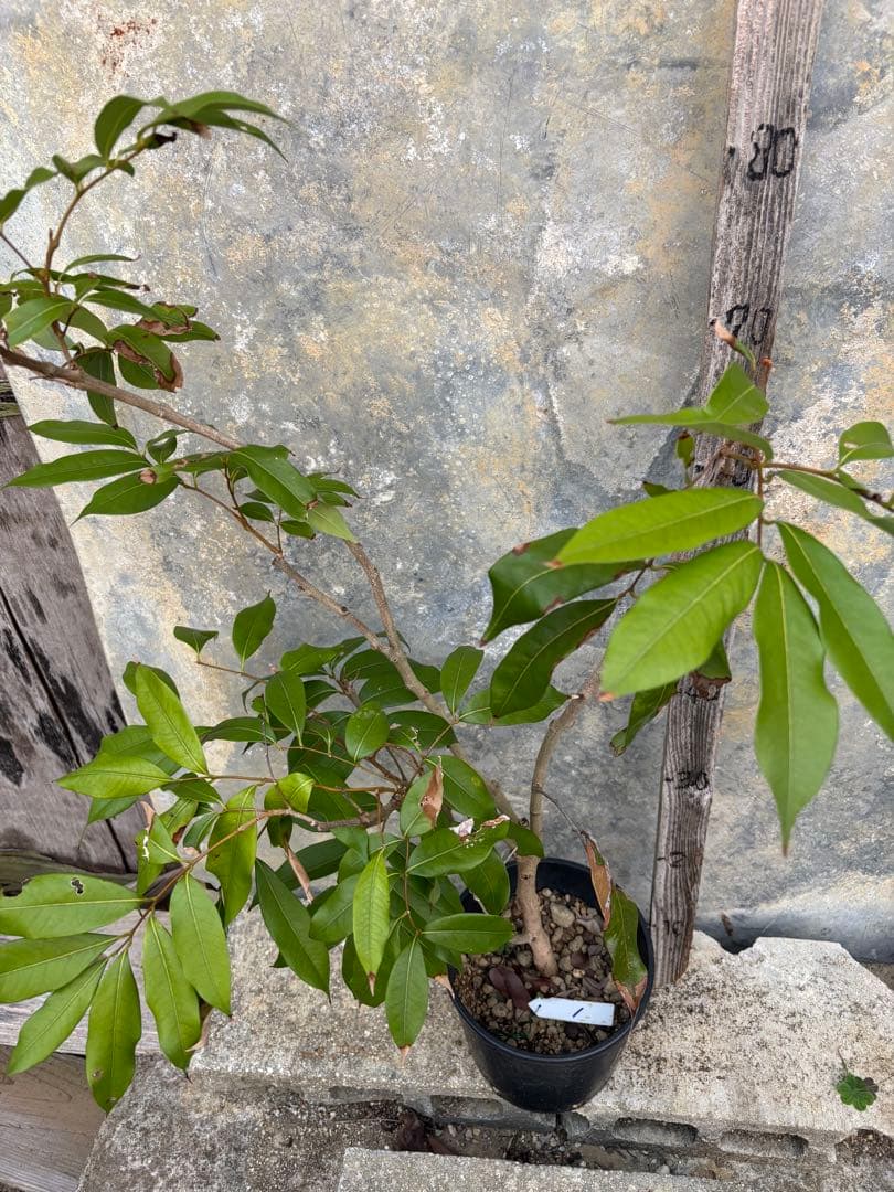 期間限定お値下げ　ライチ　玉荷包　 取り木苗