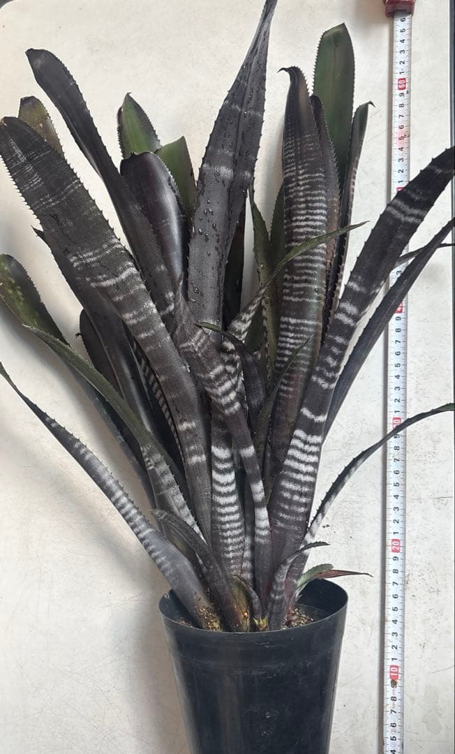 ビルベルギア　ダースベイダー　特大株