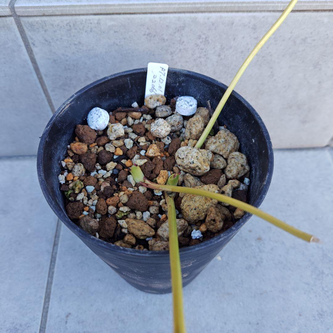 t*n様 クリスマスローズ 加藤農園 ddゴールドグラデーションミスト 株分け