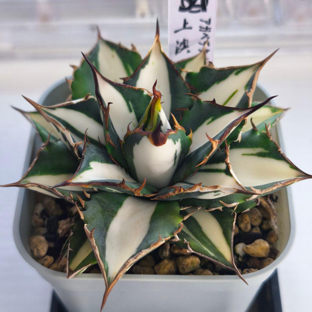 アガベ　チタノタ　太陽神錦 白中斑 トップうねり 子株付き