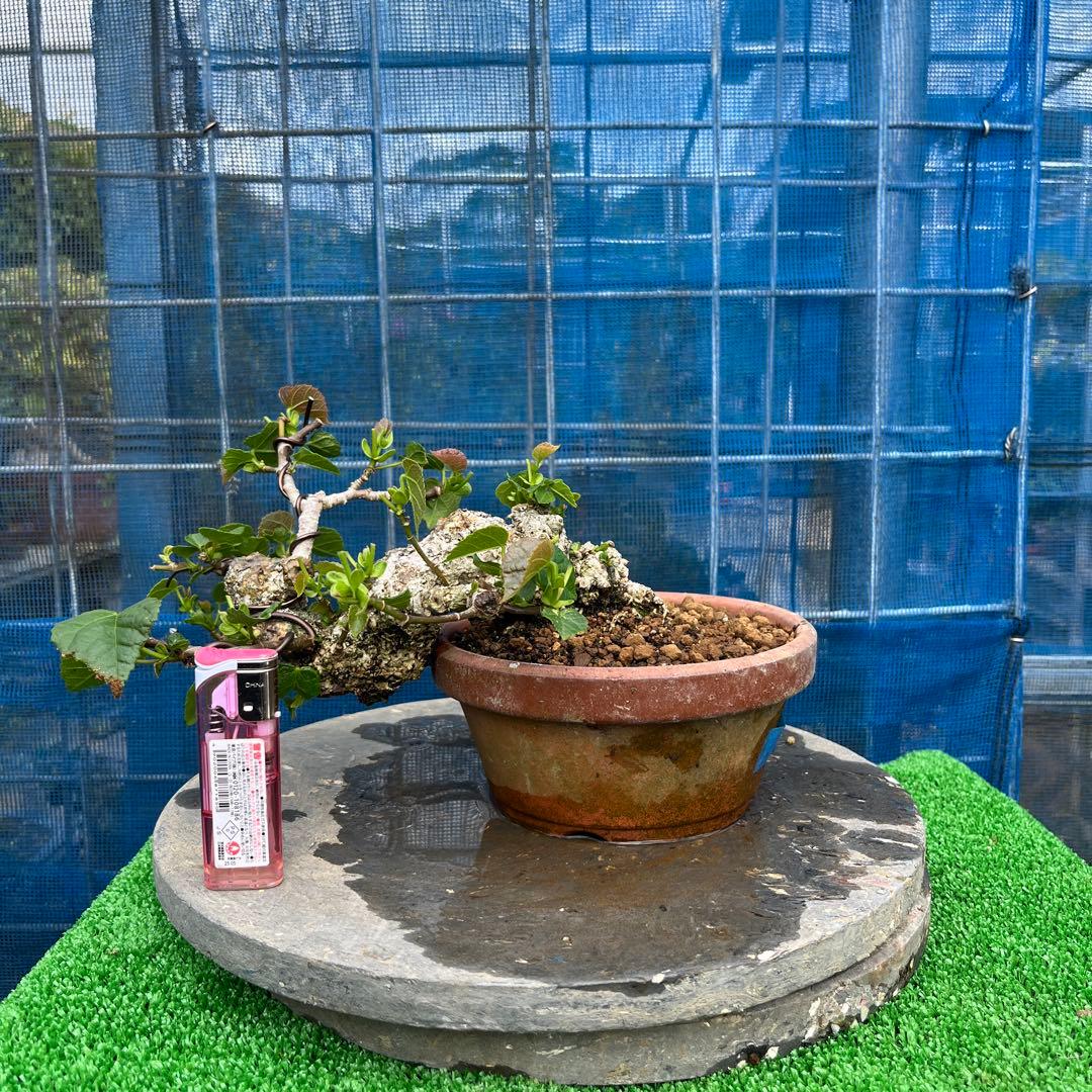 お買い得　小品　盆栽 ゆうな(懸崖)