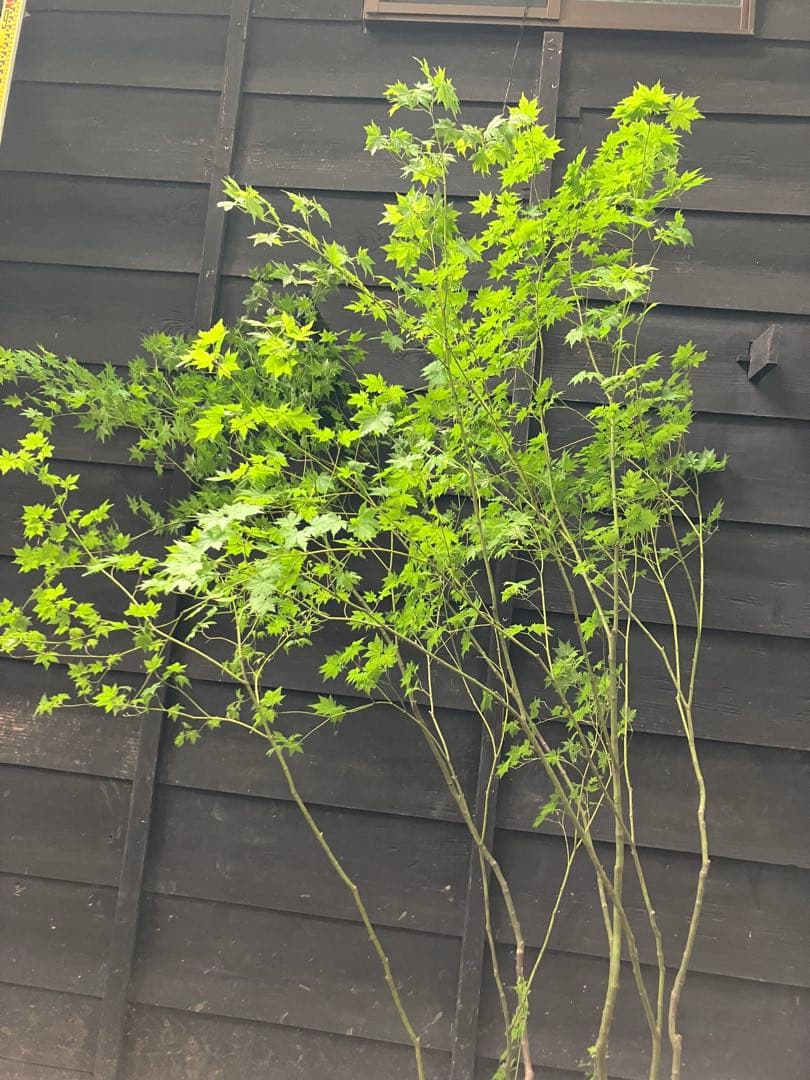 60 山採り　ヒナウチワカエデ