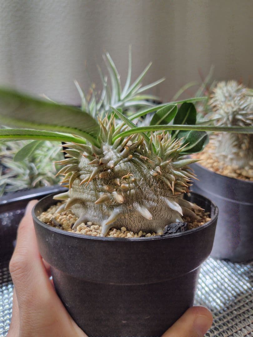 パキポディウム　恵比寿大黒