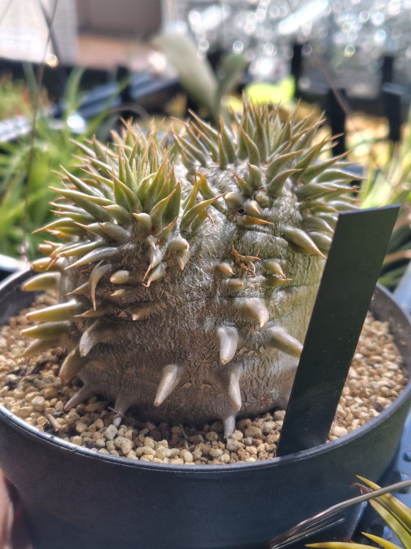 パキポディウム　恵比寿大黒