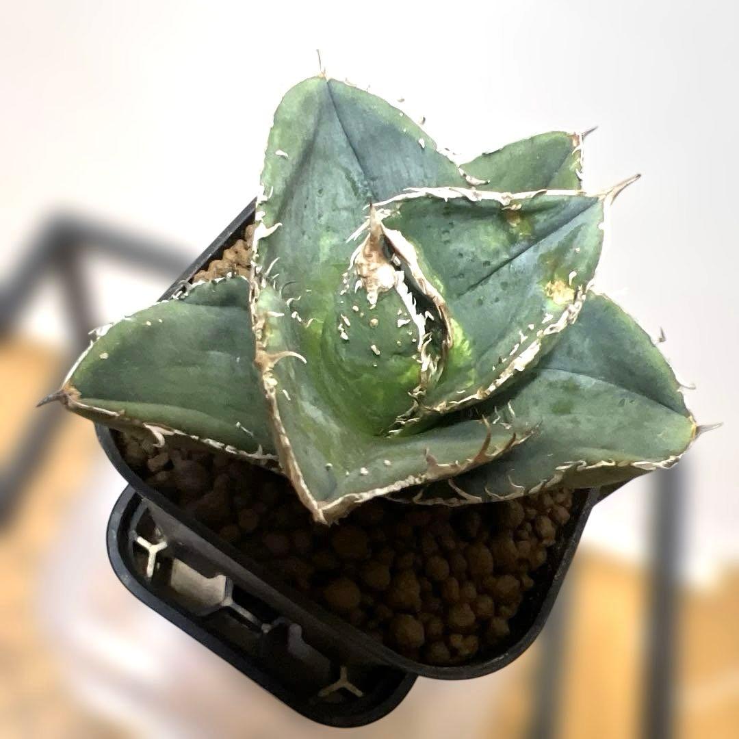 アガベ 鉢植発送 冰雹ブツブツ系 極上血統 超特選 スペシャル個体