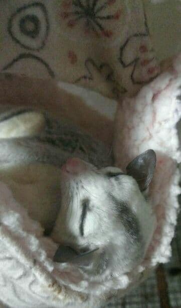 モモンガハウス (パンダカフェ柄ピンク)ボアベージュ 2000円