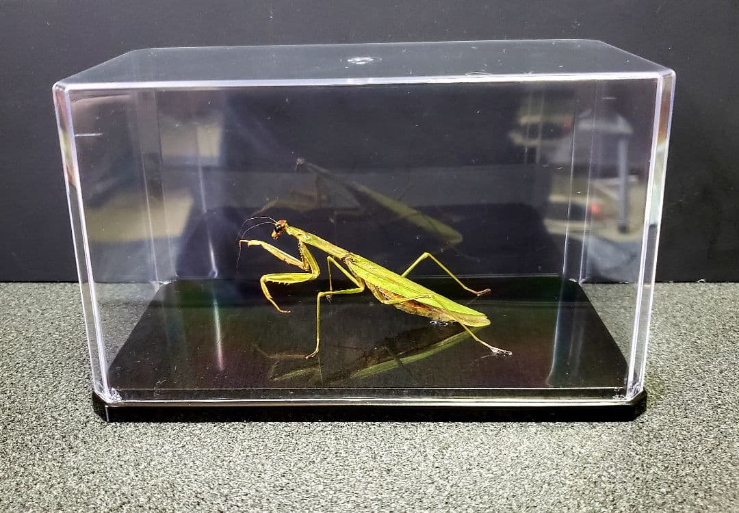 くなりみい出品 立体標本5点