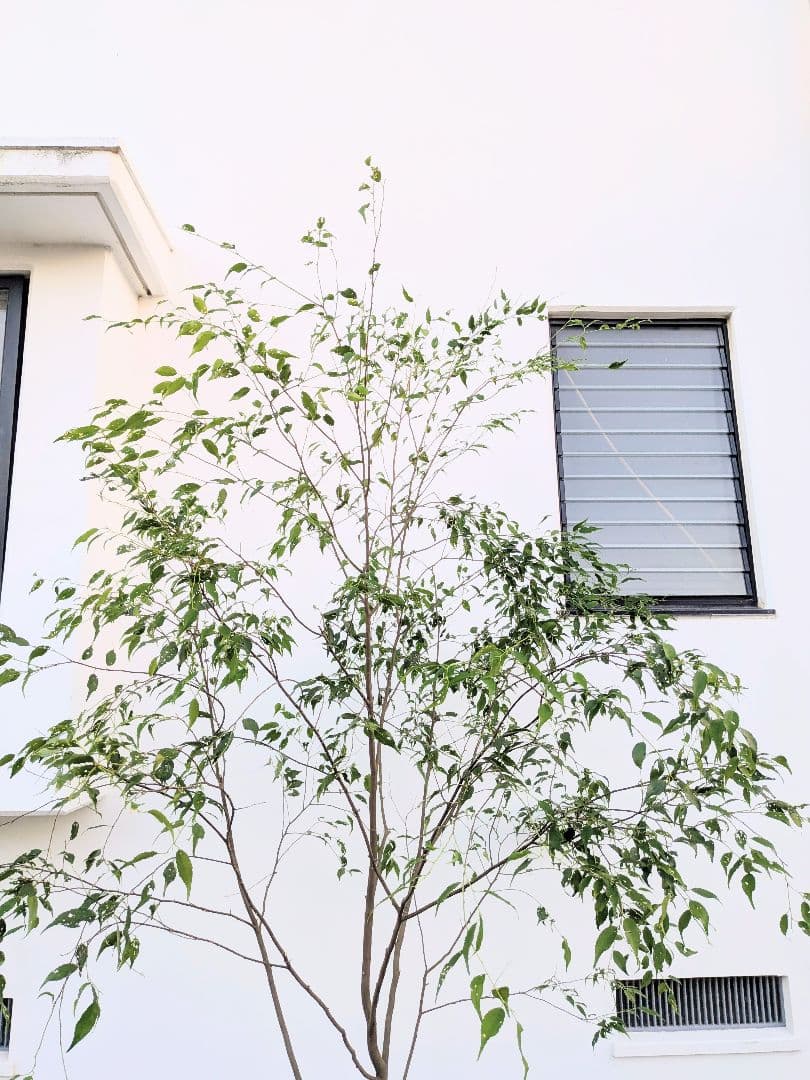 特大厳選。山採りハイノキ。