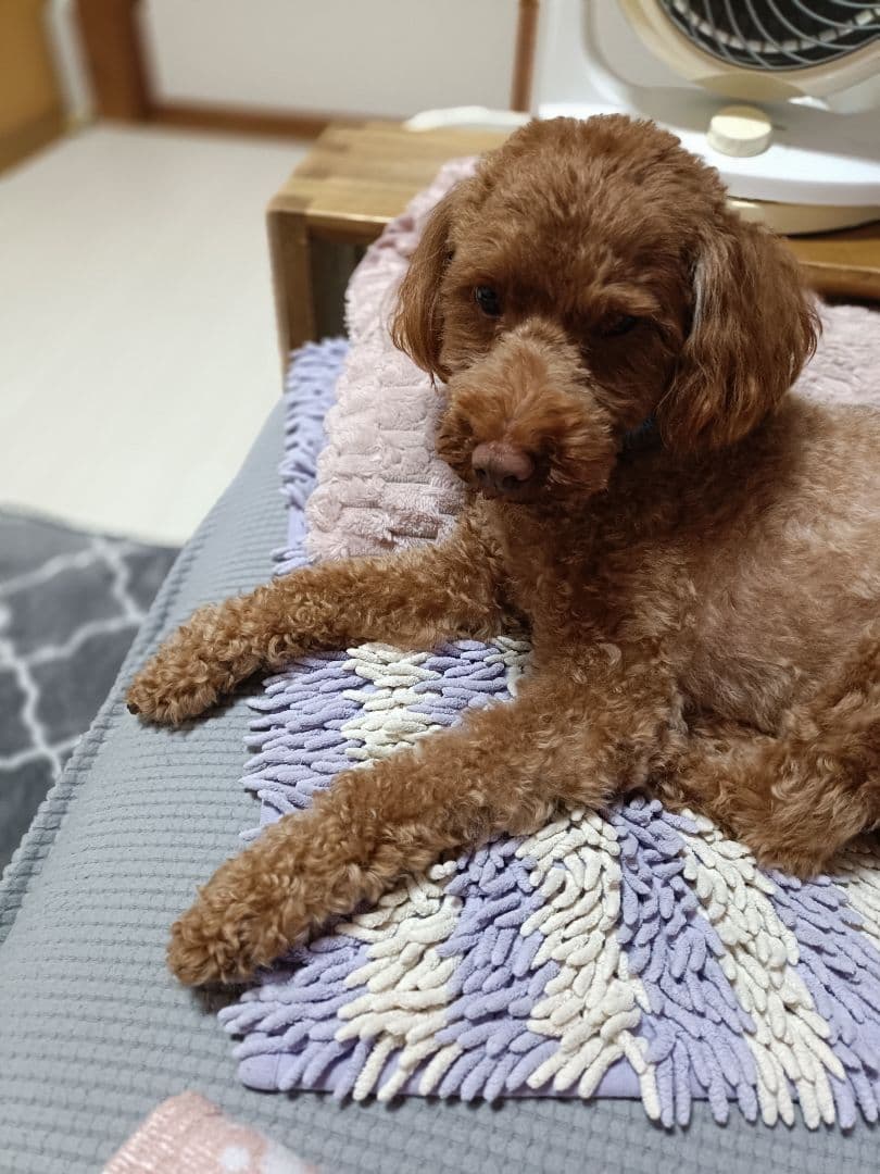 再々値下げ　Monge Vet Solution 犬用療法食 　合計7.6kg