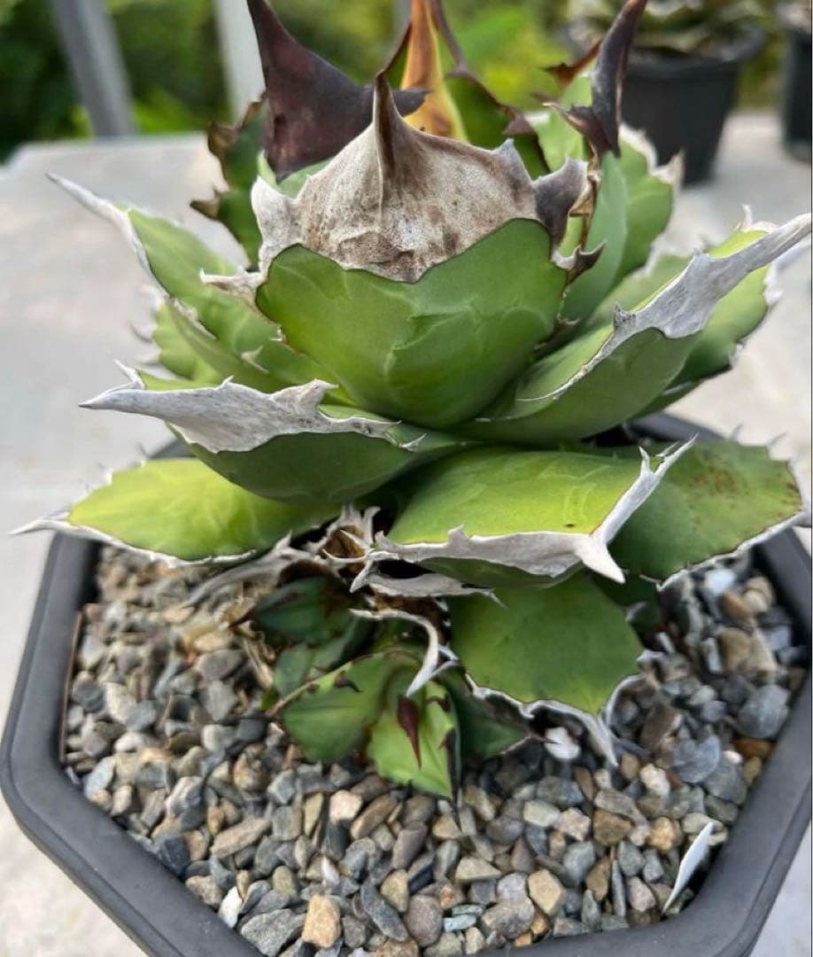 【NY】白犀牛　アガベ　中株②