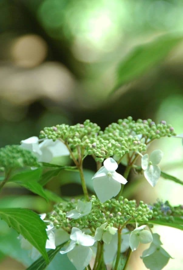 NIKON　D70s 広角から望遠まで　初心者⚡️ニコン⚡️一眼レフ