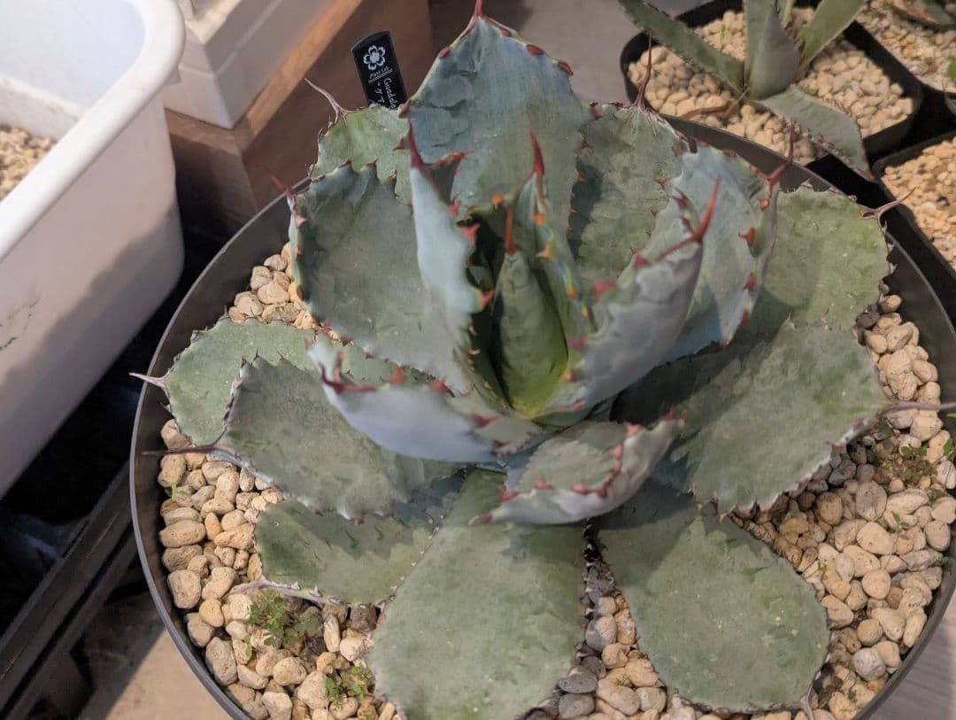 激レアハイブリッド グアダラハラナ×コロラータ 大株