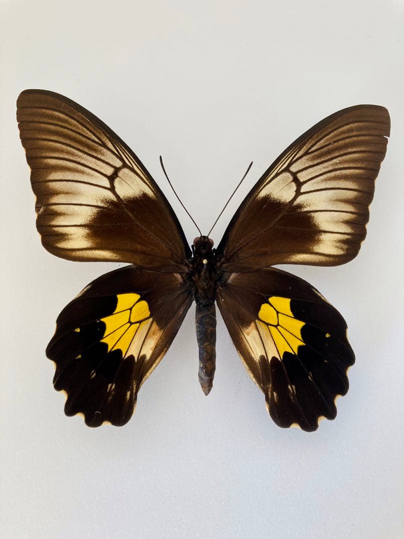 チモールキシタアゲハ（1ペア・チモール）