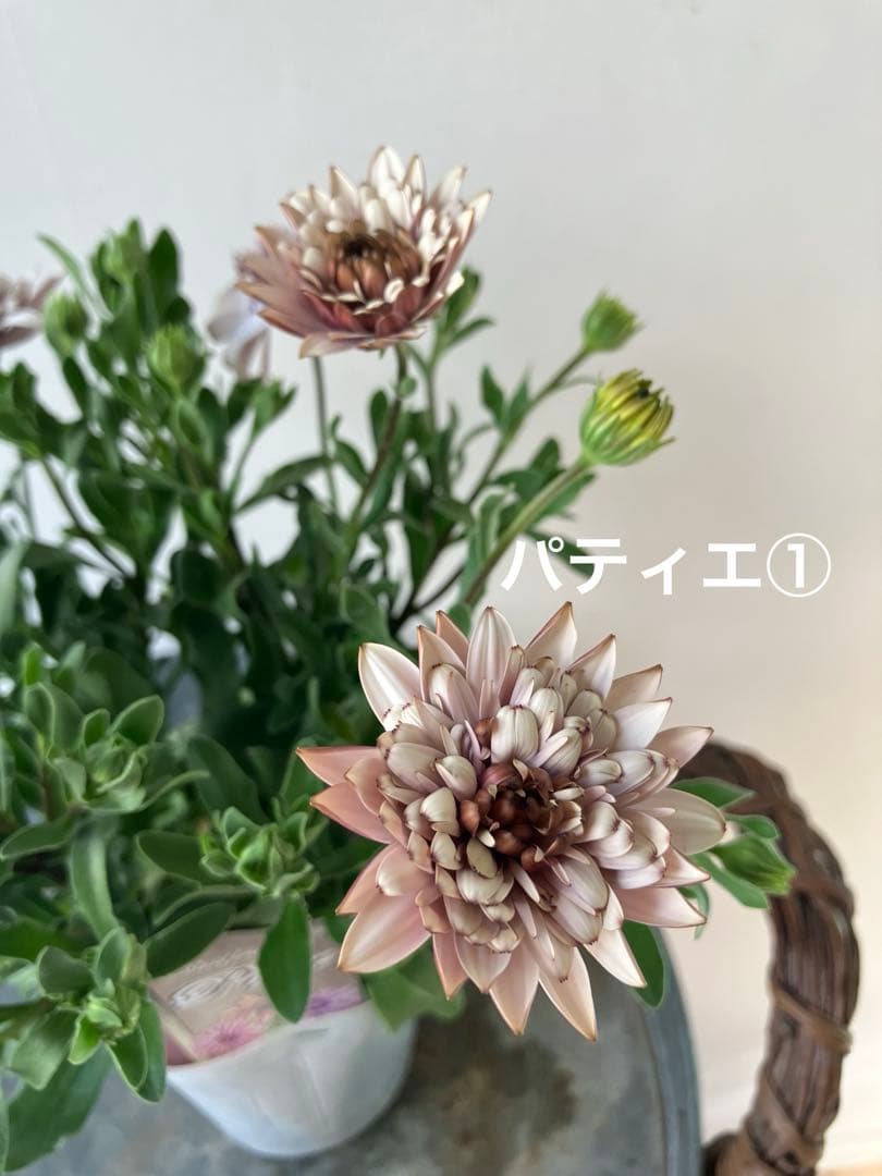 【専用】ローダンセマム　マーズ① 、その他