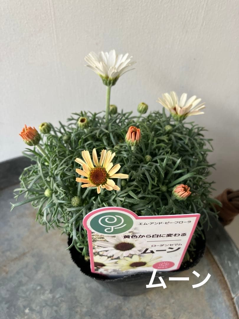 【専用】ローダンセマム　マーズ① 、その他